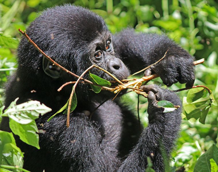files/_uploads/2004_88_UgandaTeil9/Gorilla17.jpg