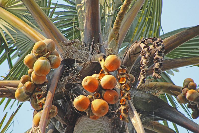 files/_uploads/2004_96_UgandaTeil1/Palmenfrucht.jpg