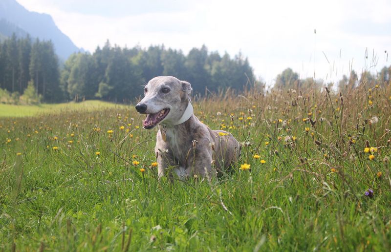 files/_uploads/2005_80_Mamauwiese/Wiese2Annie.jpg