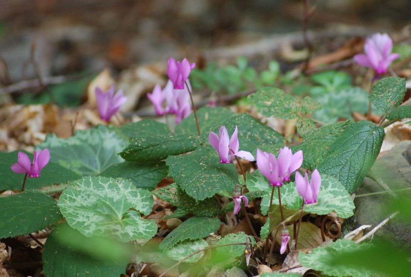 files/_uploads/2009_69_Wassergreys/HerbstBlumen.jpg