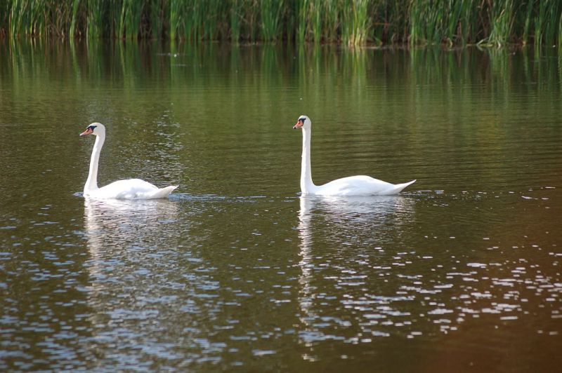 files/_uploads/2009_70_GreifvogelstationWaldreichs/SpSeeSchwan.jpg