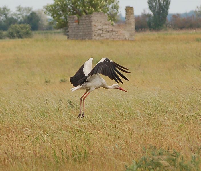 files/_uploads/2009_76_kleineAusfluegedaheim/Storch3.jpg