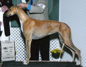 files/_uploads/2009_79_CelestePinoDeckanzeige/Greyhound_Windwood_Huntington_Arabica-_2.jpg