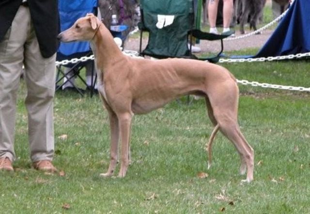 files/_uploads/2009_79_CelestePinoDeckanzeige/Greyhound_Windwood_Huntington_Barista-big.jpg