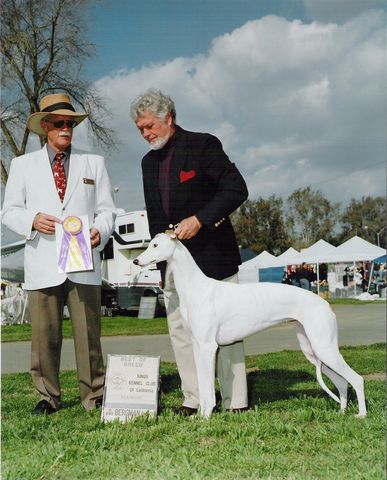 files/_uploads/2009_79_CelestePinoDeckanzeige/Greyhound_Windwood_Millenium_Snowbird-big.jpg