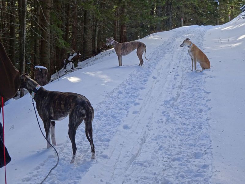 files/_uploads/2009_82_vom Sand in den Schnee/alle3Hunde2.jpg