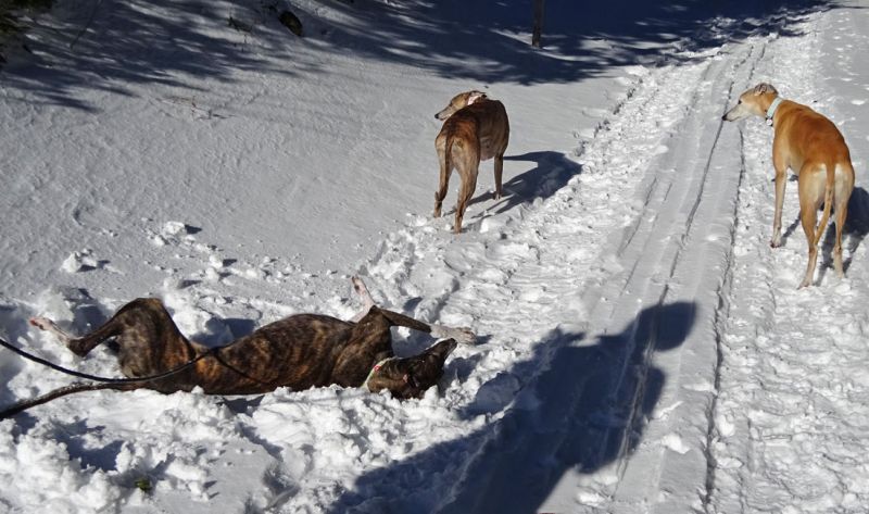 files/_uploads/2009_82_vom Sand in den Schnee/alle3Hunde3.jpg