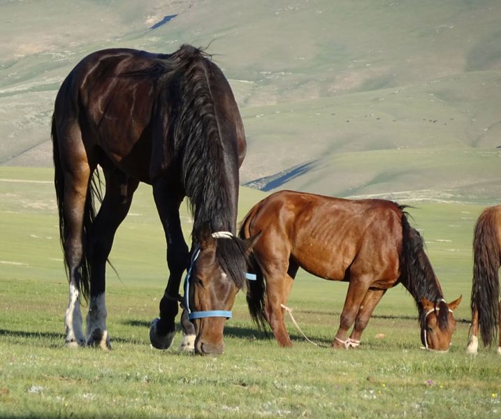 files/_uploads/2010_52q_Kyrgyzstan_d12/d12_AbendKaraga.jpg