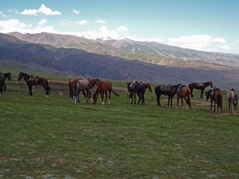 files/_uploads/2010_52q_Kyrgyzstan_d12/d12_AnkunftPferde.jpg