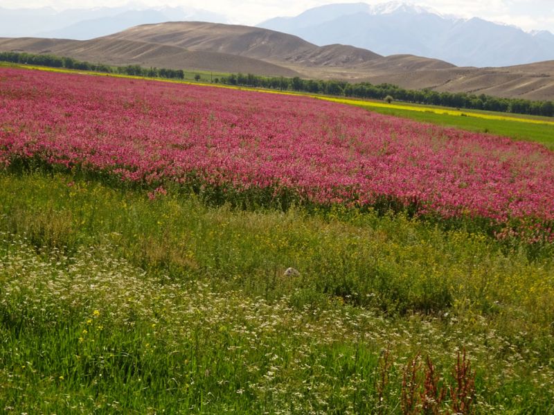 files/_uploads/2010_52q_Kyrgyzstan_d12/d12_Trail3.jpg