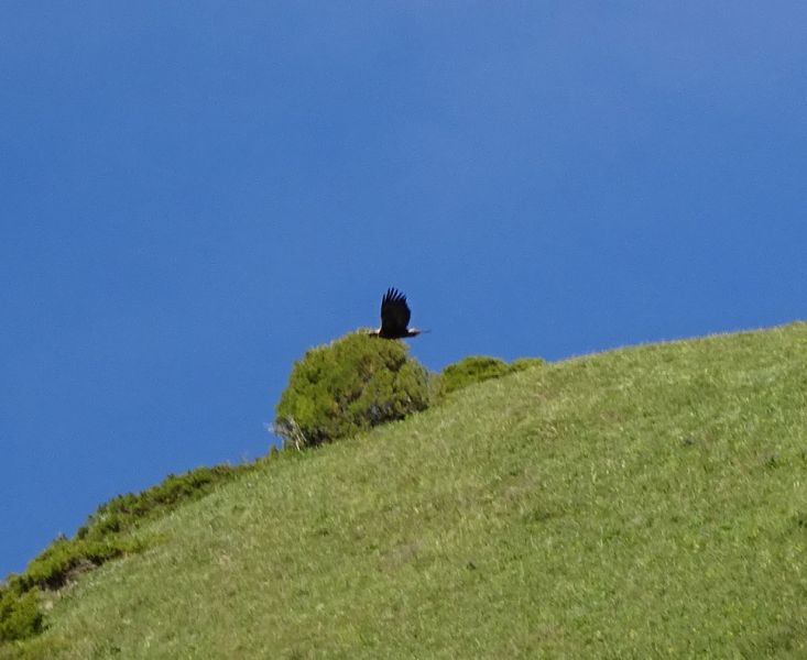 files/_uploads/2010_52s_Kyrgyzstan_d10/d10_Geier2.jpg