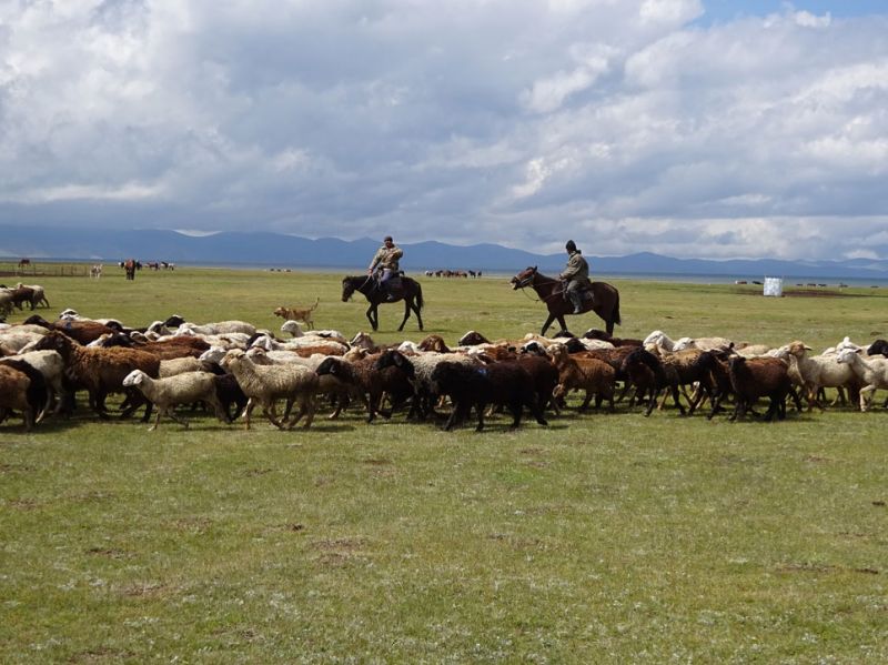 files/_uploads/2010_52u_Kyrgyzstan_d8/d8_SonKul_Schafe1.jpg