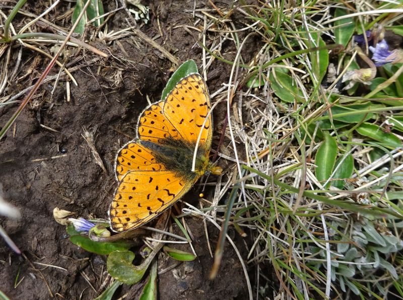 files/_uploads/2010_52u_Kyrgyzstan_d8/d8_SonKul_Schmetterling.jpg