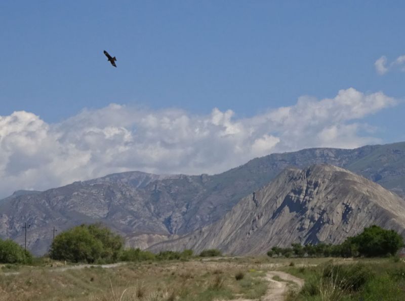 files/_uploads/2010_52v_Kyrgyzstan_d7/d7_Adler1.jpg