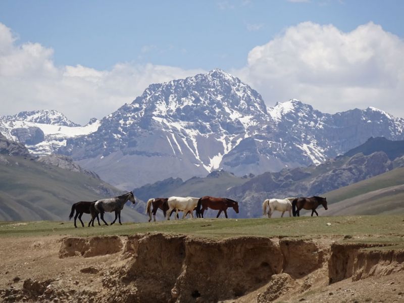 files/_uploads/2010_52y_Kyrgyzstan_d4/d4_WildpferdeBerge1.jpg