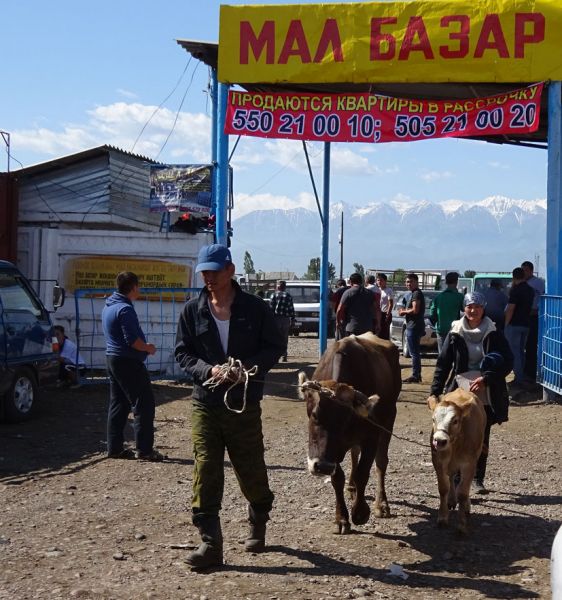 files/_uploads/2010_53a_Kyrgyzstan_d2/d2_Viehmarkt2.jpg