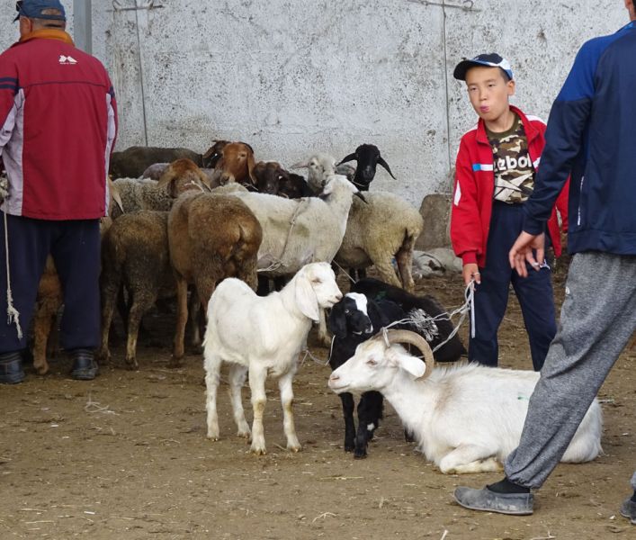 files/_uploads/2010_53a_Kyrgyzstan_d2/d2_Viehmarkt9.jpg