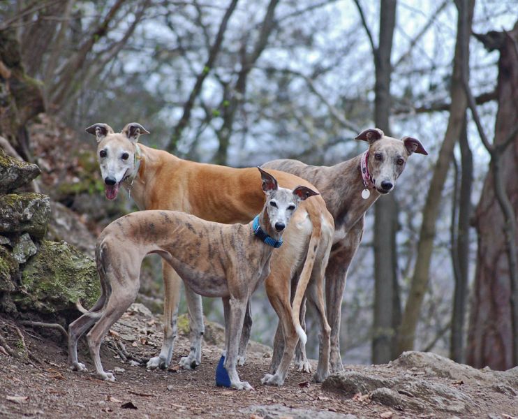 files/_uploads/2010_59_Fruehlingklopftan/Greys+Whippet1.jpg