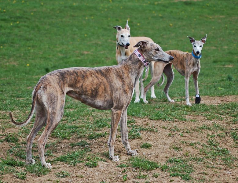 files/_uploads/2010_59_Fruehlingklopftan/Greys+Whippet2.jpg