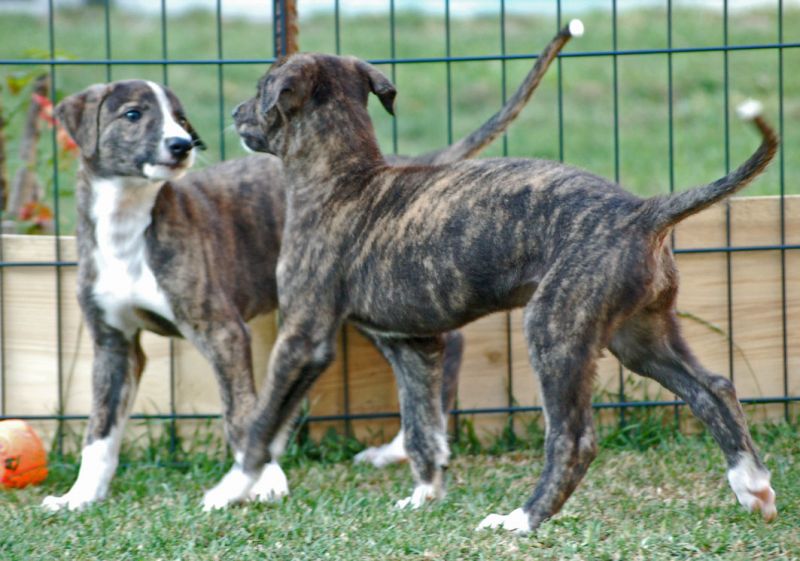 files/_uploads/2011_44_Woche7/1Moses+brindle.jpg