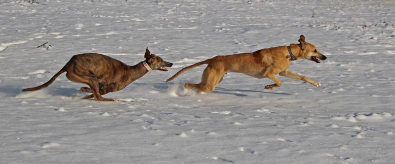 files/_uploads/2013_16_Schneevongestern Teil2/ZaubAnnie_1.jpg