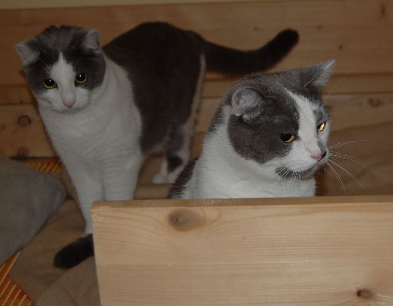 files/_uploads/2015_A_NamenWoche3/Katzen.jpg