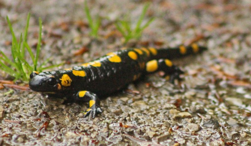 files/_uploads/2015_Fruehling vom Feinsten/Salamander4.jpg