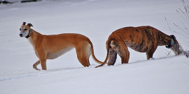 files/_uploads/2015_Neujahr/beideStand4tieferSchnee.jpg