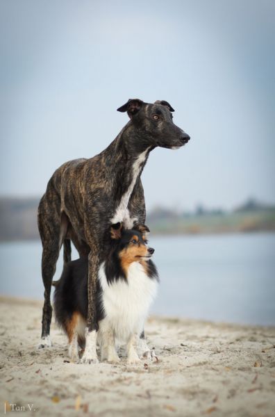 files/_uploads/2015_ersterSchneeNovember/PinoSheltie1.jpg