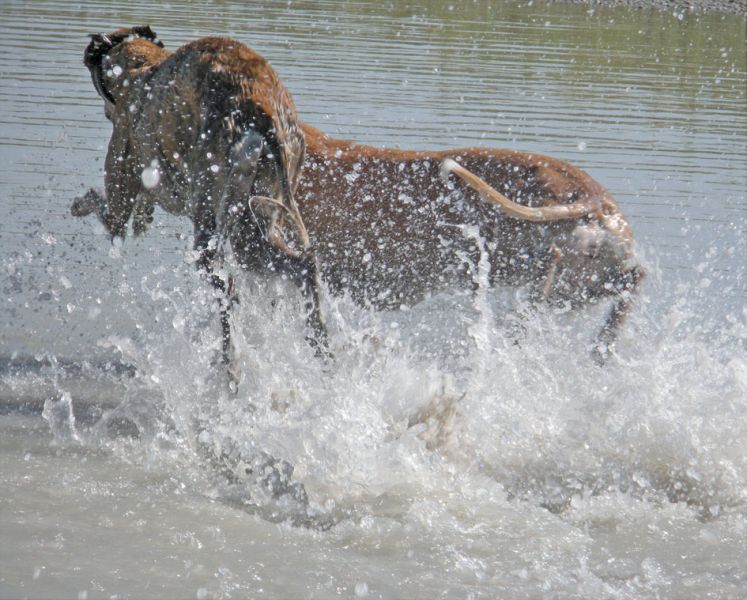 files/_uploads/BurgenlandHundeland/beideHundeueberWasser.jpg