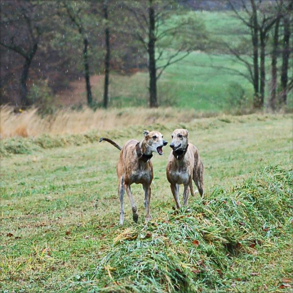 files/_uploads/GoeppingenmeetsWienerwald/ZweigespraechGingkoWhisper.jpg